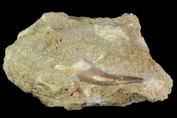 Fossil Plesiosaur (Zarafasaura) Tooth In Rock - Morocco #102075